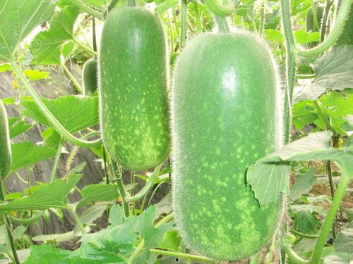 娱乐吃瓜张凌赫视频大全,笑料百出，精彩纷呈